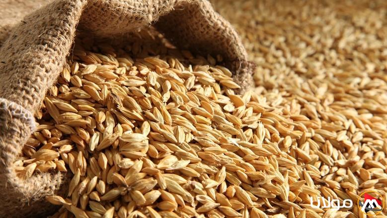 “الطن عامل كام؟” سعر طن الأرز الشعير اليوم  السبت 22 مارس 2025 في الأسواق المصرية