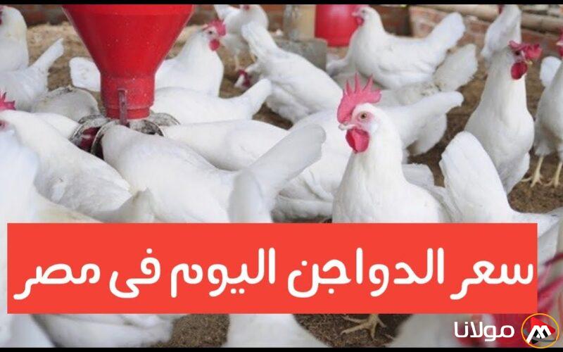 ” الفراخ بكام النهاردة” أسعار الدواجن اليوم في مصر الثلاثاء 25 مارس 2025 واسعار الكتاكيت