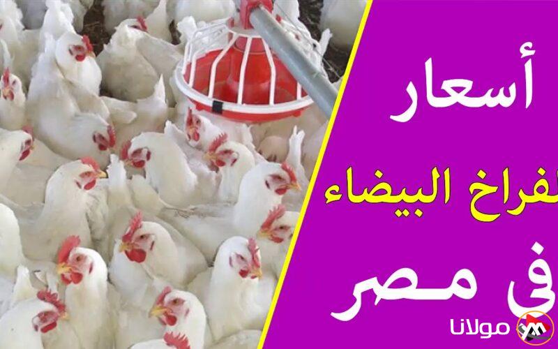أسعار الفراخ البيضاء اليوم الخميس 20 مارس 2025 داخل بورصة الدواجن وأسعار البيض