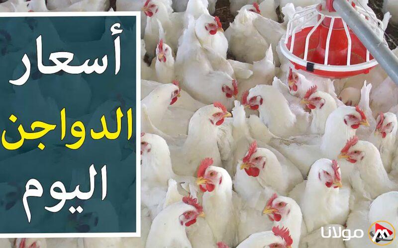“بكام هتشتريها النهاردة” بورصة الدواجن اليوم أسعار الفراخ البيضاء الأربعاء 19 مارس 2025