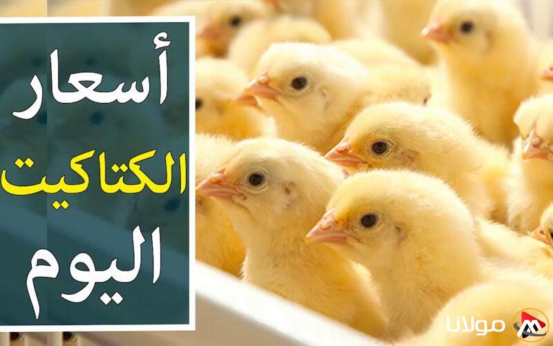 “الساسو بكام”سعر الكتكوت الأبيض اليوم الاثنين 17 مارس 2025 في جميع الشركات