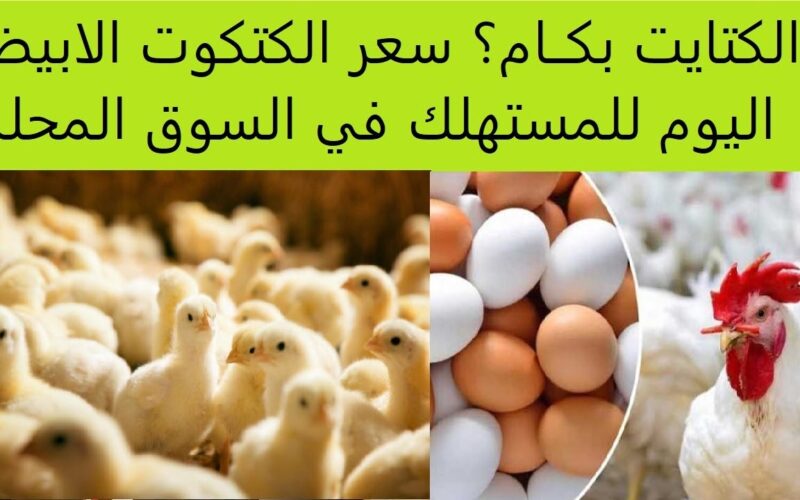 سعر الكتكوت الابيض اليوم الاثنين 10 مارس 2025 في الاسواق والشركات المصرية “البلدي وصل لـ7ج”