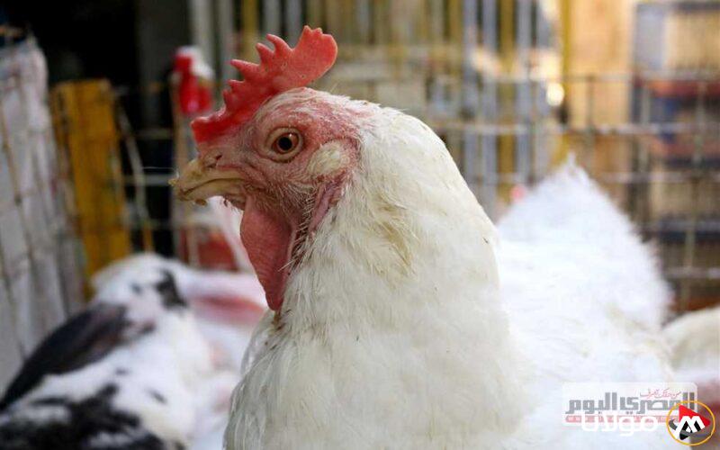 بعد انخفاض سعر الدجاج الأبيض.. ما هي أسعار الدواجن المسجلة اليوم الإثنين 14-4-2025 صباحًا؟
