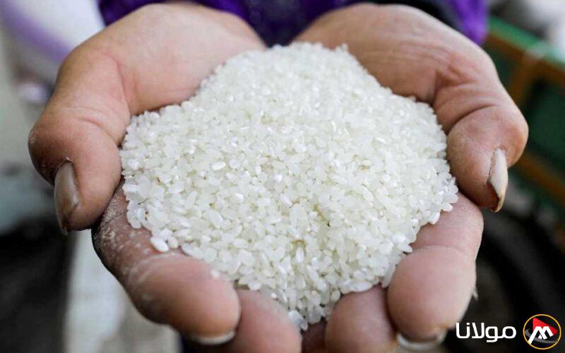 كم يبلغ سعر طن الشعير؟.. أسعار الأرز اليوم الثلاثاء 15 أبريل 2025 في الأسواق