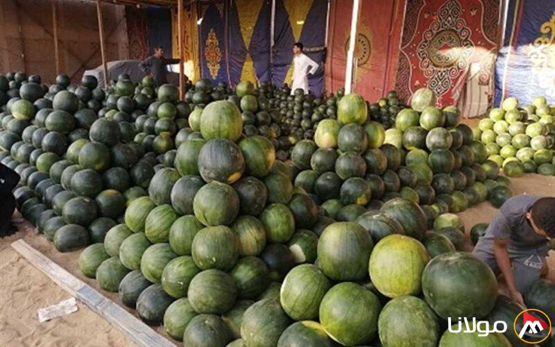 أسعار البطيخ تصل إلى 150 جنيهًا في المنيا وأسباب الارتفاع تكشفها الزراعة