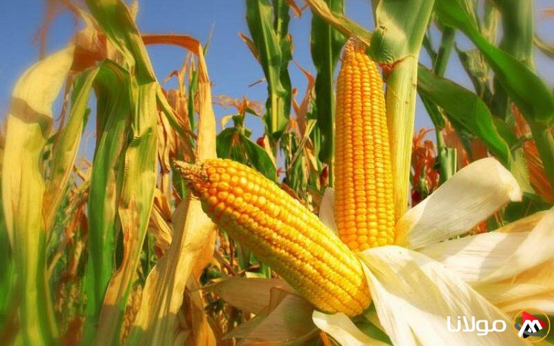 سعر طن الذرة الصفراء اليوم الأربعاء لدى التجار.. ما هو سعر الأردب؟