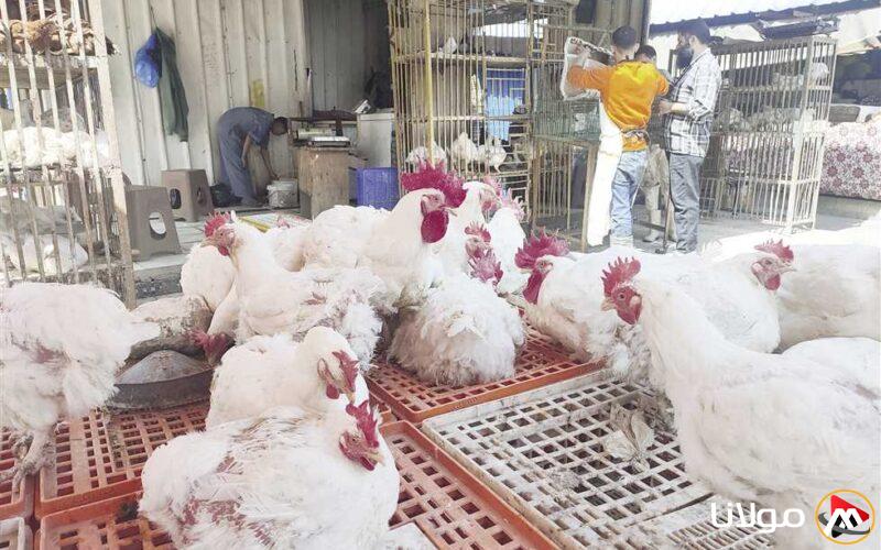 “تحديد سعر الكرتونة بـ 120 جنيهًا”.. وزير التموين يعلن عن تخفيض أسعار البيض في المجمعات الاستهلاكية
