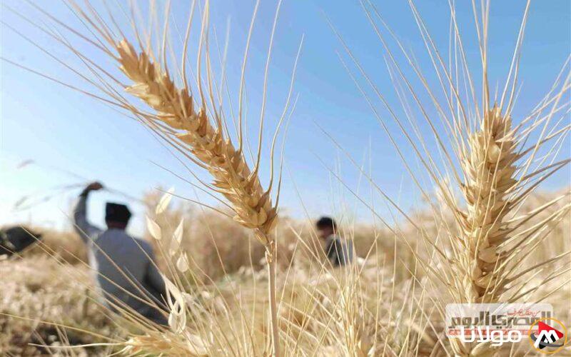وكيل تموين الأقصر: بدء موسم استلام القمح المحلي في 15 أبريل