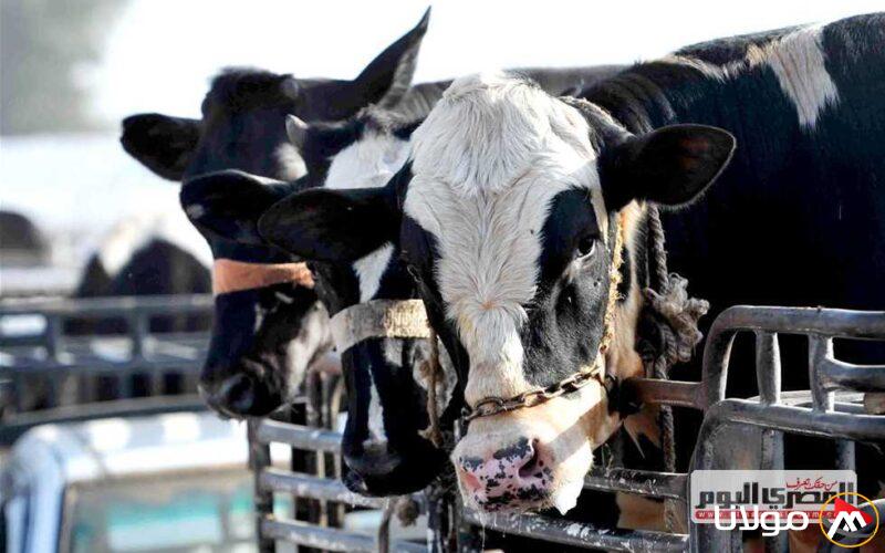 مع اقتراب الاحتفال بعيد القيامة 2025.. ما هو الواقع حول ارتفاع أسعار اللحوم الحية في المنيا؟