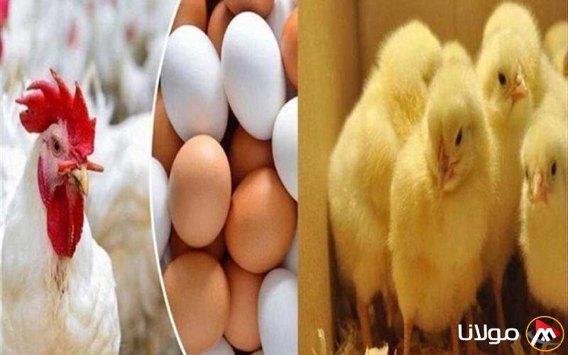 انخفاض ملحوظ.. أسعار الدجاج الأبيض في بورصة مطروح يوم الأحد 13 أبريل 2025