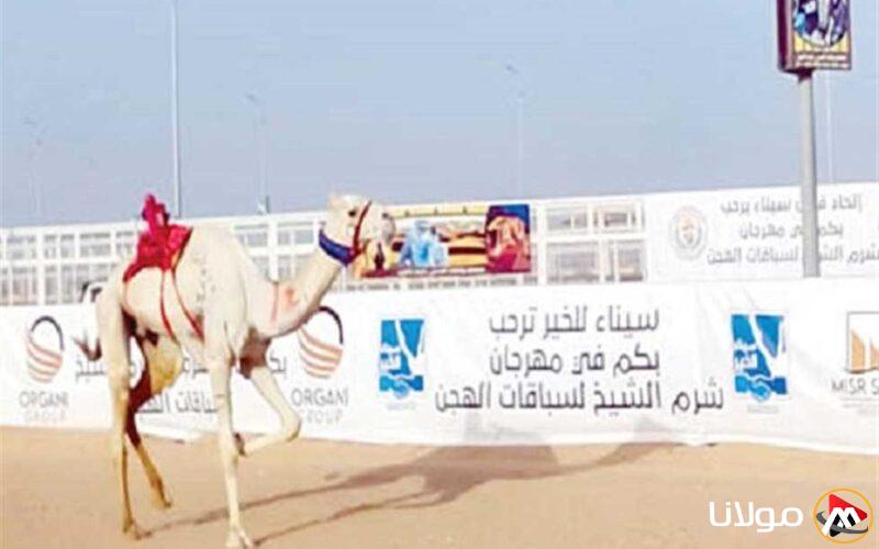إطلاق فعاليات مهرجان سباقات الهجن في الوادي الجديد بمشاركة 100 متسابق