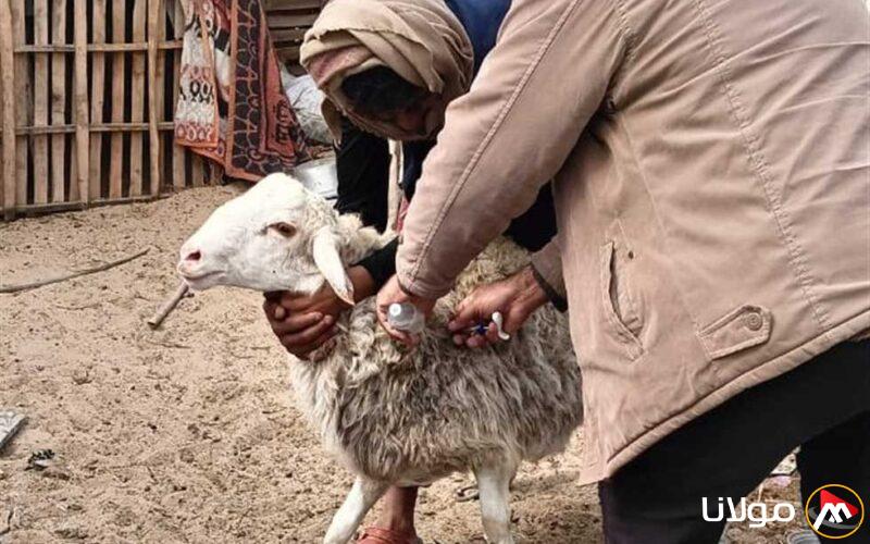 تطعيم 250 رأساً من الأبقار والأغنام ضد الحمى القلاعية والنزفية في شمال سيناء