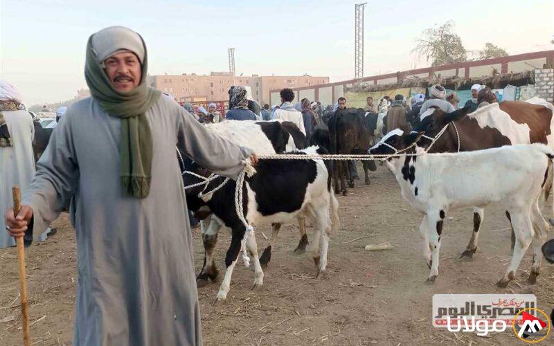 أسعار الأضاحي في سوق شبين القناطر 2025.. الماعز والخراف متاحة بـ200 جنيه فقط!