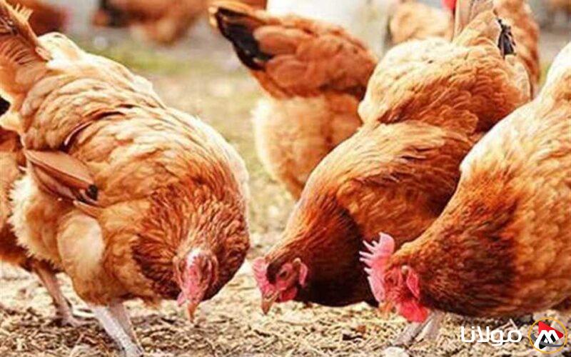 أسعار الدواجن البيضاء والمحلية وعلب البيض الأبيض والأحمر في الأسواق اليوم، الأربعاء، 9 أبريل 2025.