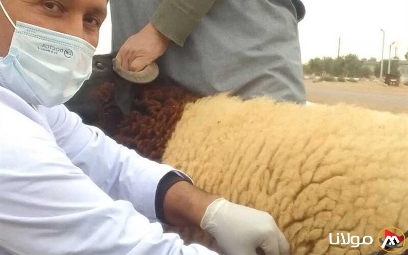 الخدمات البيطرية في مطروح: حملة مجانية للعناية بالحيوانات في مدينة النجيلة