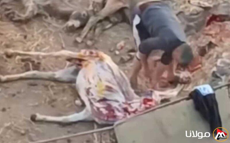 الوجبة الأخيرة: نقاش في المنوفية بعد انتشار فيديو ذبح الحمير في شبين الكوم