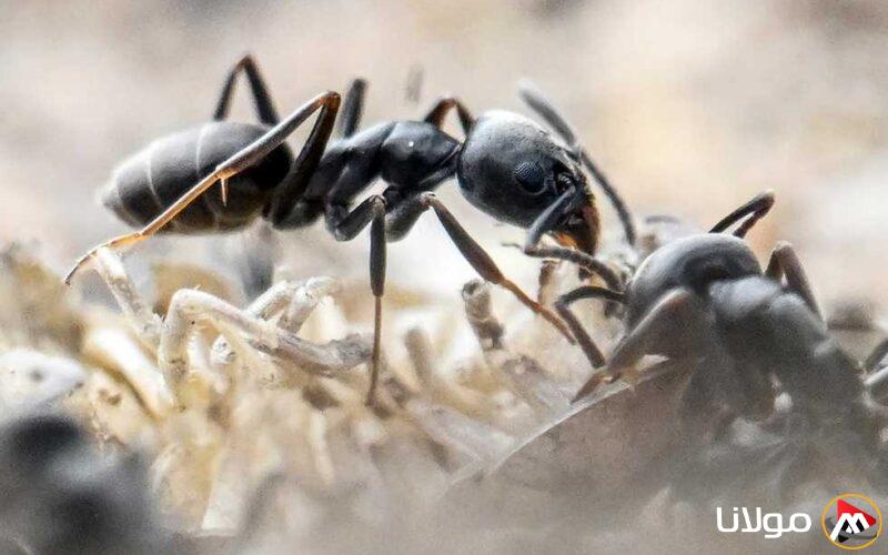 «أدى إلى انقطاع التيار الكهربائي».. ما هو نوع النمل العدواني الذي هاجم ألمانيا؟
