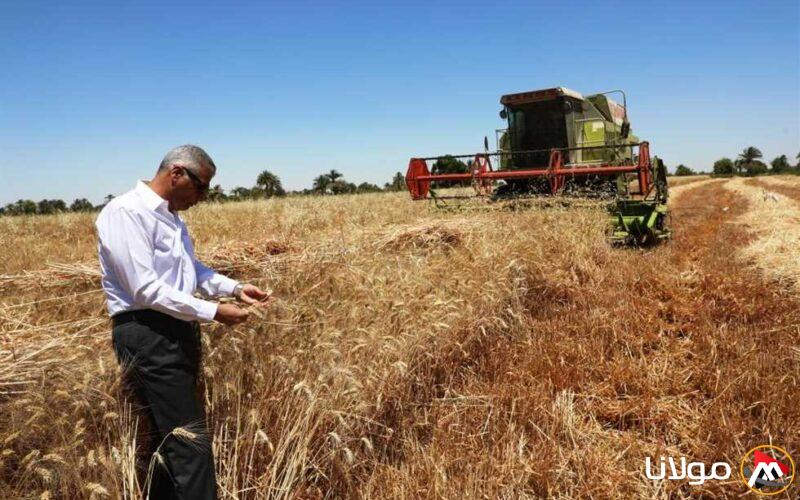 «الذهب الأصفر يشرق في الجنوب».. محافظ أسوان يعلن انطلاق موسم حصاد القمح
