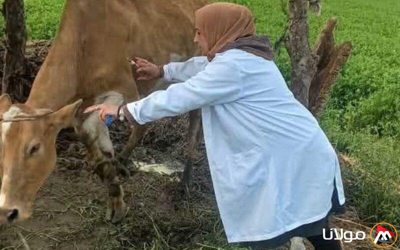 تحصين 184 ألف من الماشية ضد الحمى القلاعية والوادي المتصدع في المنطقة الشرقية