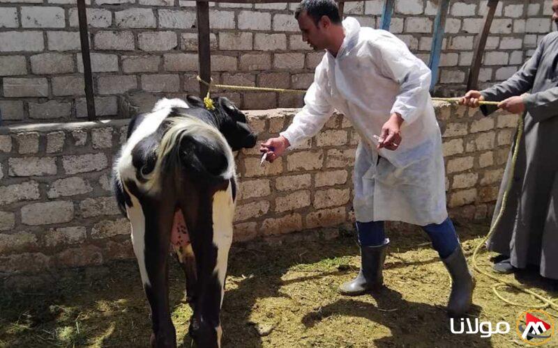 استمرار جهود التطعيم ضد الحمى القلاعية والوادي المتصدع في قنا