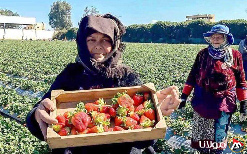 الذهب الأحمر: حقول غيطان في الدقهلية