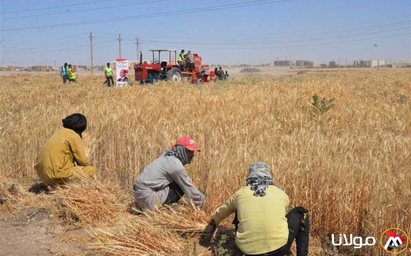توفير 55 ألف طن من القمح في أسوان