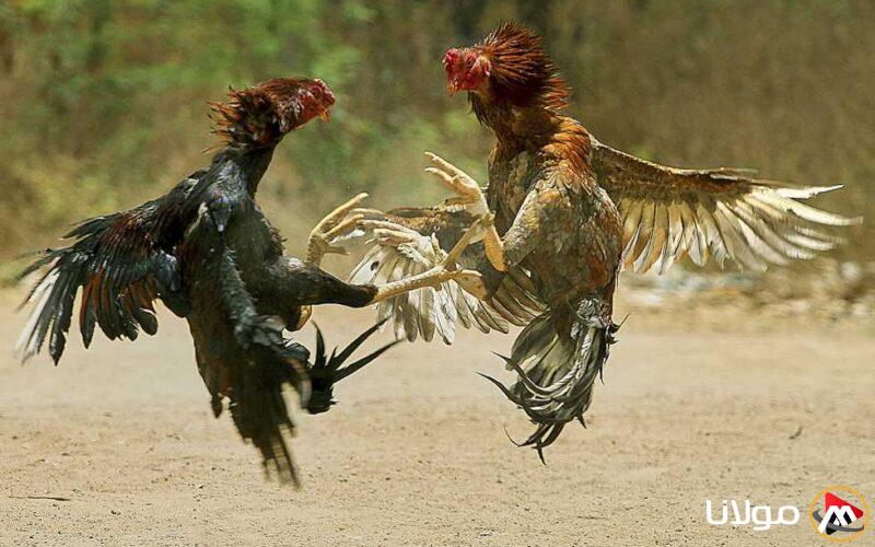 مأساة في ساحة مصارعة الديوك في الإكوادور.. ما الذي جرى؟ (تفاصيل وفيديو)