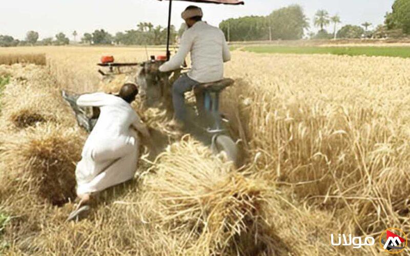“في ليلة الاحتفال به” .. وصول أكثر من 56 ألف طن من القمح المحلي منذ بدء الموسم
