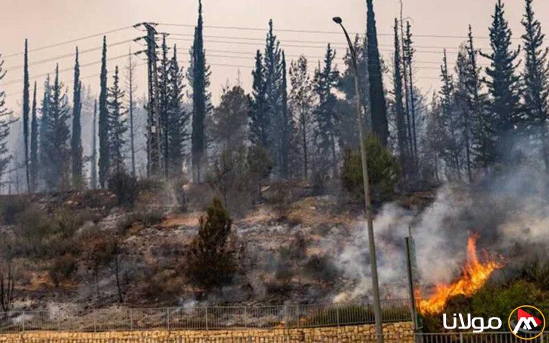20 ساعة من النيران.. أحدث المستجدات حول حرائق الغابات في إسرائيل