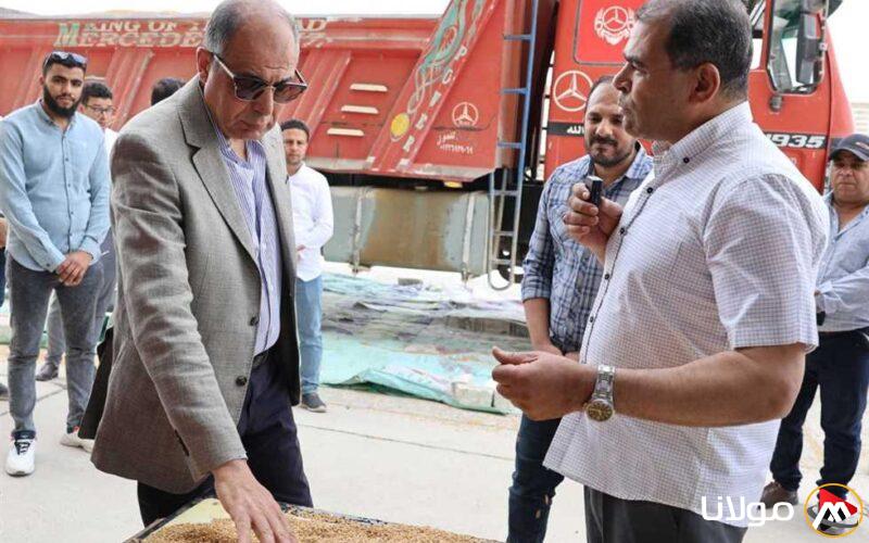 خلال موسم حصاد 2025.. شون وصوامع المنيا تستقبل أكثر من 49 ألف طن من القمح.