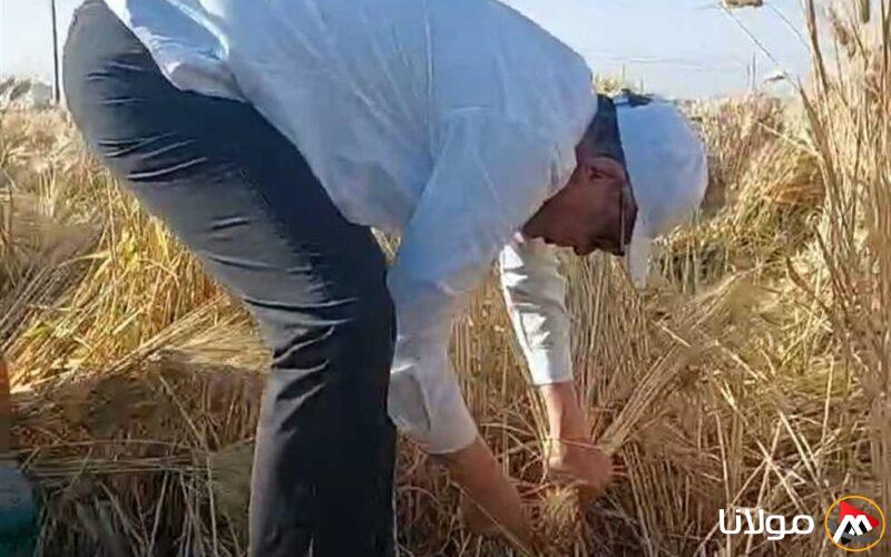 احتفالات المنيا بموسم حصاد القمح في قرية التوفيقية تضيء الأجواء
