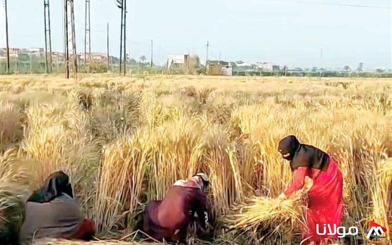 احتفالات عيد الفلاح في المنيا مع انطلاق موسم حصاد القمح