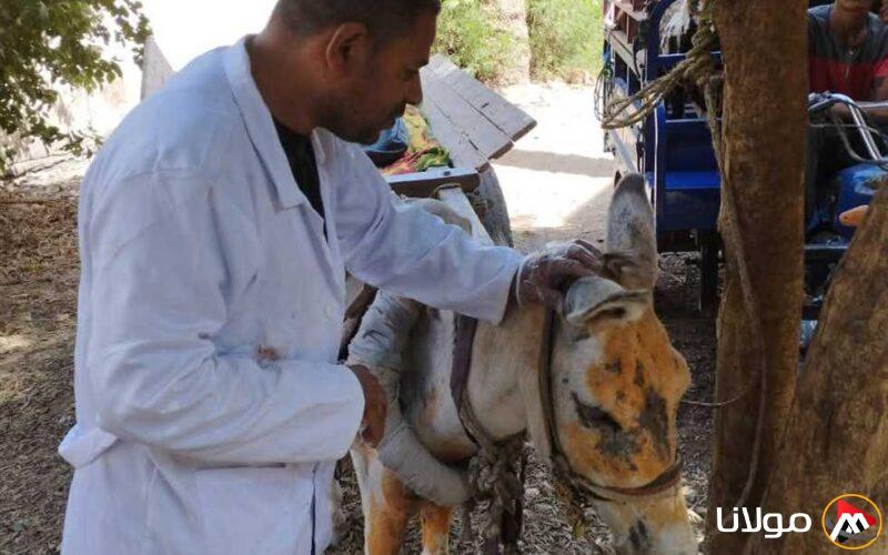 قافلة بيطرية مجانية في قرية حجازة قبلي بقنا لتحسين صحة حيواناتكم