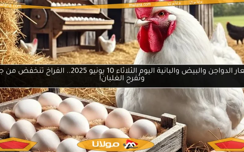 أسعار الدواجن والبيض والبانية اليوم الثلاثاء 10 يونيو 2025.. الفراخ تنخفض من جديد وتفرح الغلبان!
