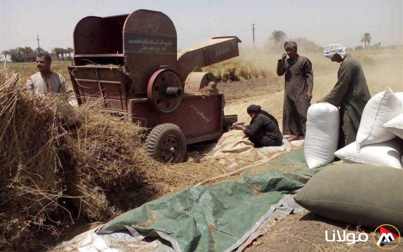حصاد 25 ألف فدان من القمح وتوريد 44 ألف طن إلى صوامع المنيا