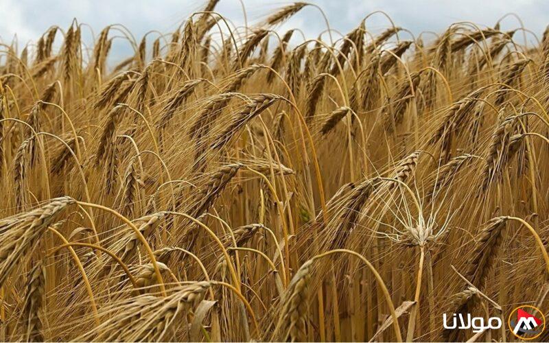 7 نصائح فعّالة لزيادة إنتاج الشعير في 400 ألف فدان وتحسين محصول الطاقة