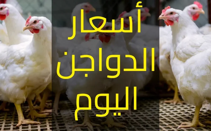 أسعار الدواجن اليوم: الفراخ البيضاء، الكتاكيت، والبيض