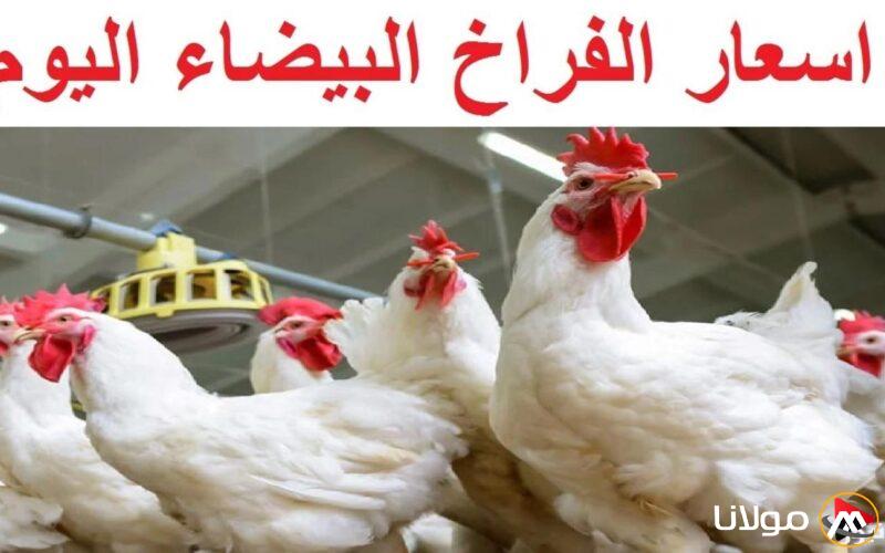 تحديث كامل لأحدث أسعار السوق