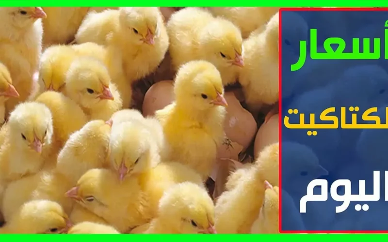 تقرير مفصل وتحليل لسوق الدواجن في مصر