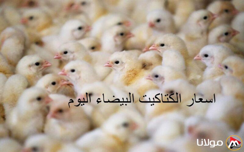 تقرير مفصل عن أسعار السوق وأهم الشركات