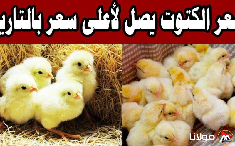 سعر الكتكوت الأبيض اليوم يحوّل المعادلة.. المزارعون يستعدون لمرحلة جديدة!