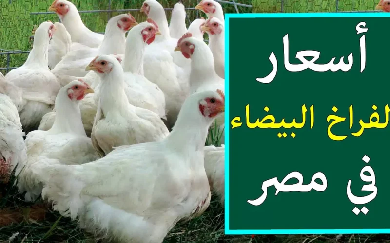 استقرار نسبي في ظل تحديات السوق