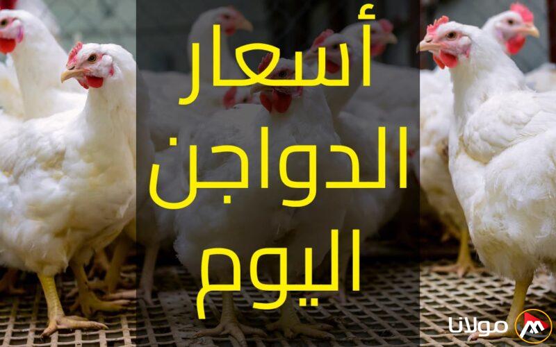 سعر كيلو الدجاج الأبيض اليوم الأربعاء 23 أبريل 2025