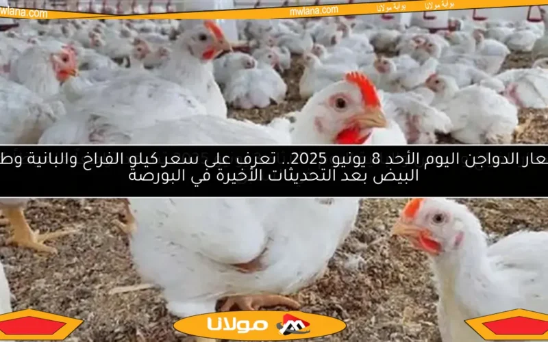 أسعار الدواجن اليوم الأحد 8 يونيو 2025.. تعرف على سعر كيلو الفراخ والبانية وطبق البيض بعد التحديثات الأخيرة في البورصة