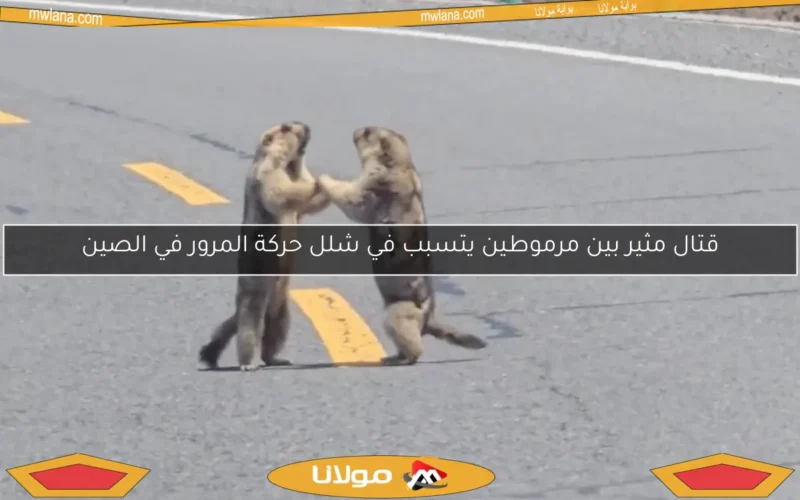 قتال مثير بين مرموطين يتسبب في شلل حركة المرور في الصين