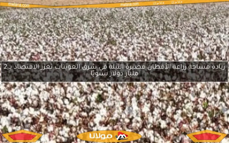 زيادة مساحة زراعة الأقطان قصيرة التيلة في شرق العوينات تعزز الاقتصاد بـ 2 مليار دولار سنويًا
