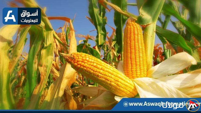 سعر طن الذرة الصفراء اليوم الأربعاء وما هو سعر الأردب لدى التجار؟