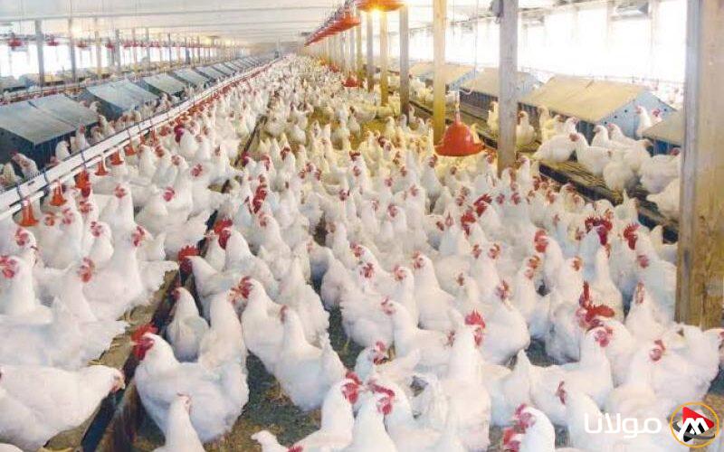 أسعار الدواجن اليوم الإثنين: ارتفاع ملحوظ في سعر الفراخ البيضاء بالمزرعة