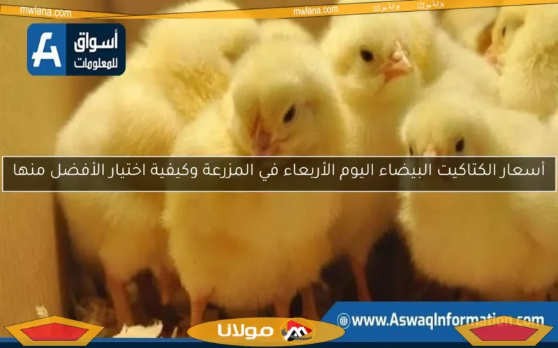 أسعار الكتاكيت البيضاء اليوم الأربعاء في المزرعة وكيفية اختيار الأفضل منها