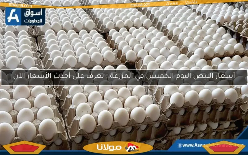 أسعار البيض اليوم الخميس في المزرعة.. تعرف على أحدث الأسعار الآن